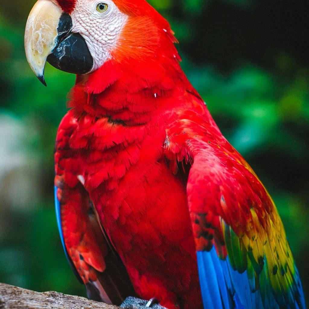 Perroquet ara rouge