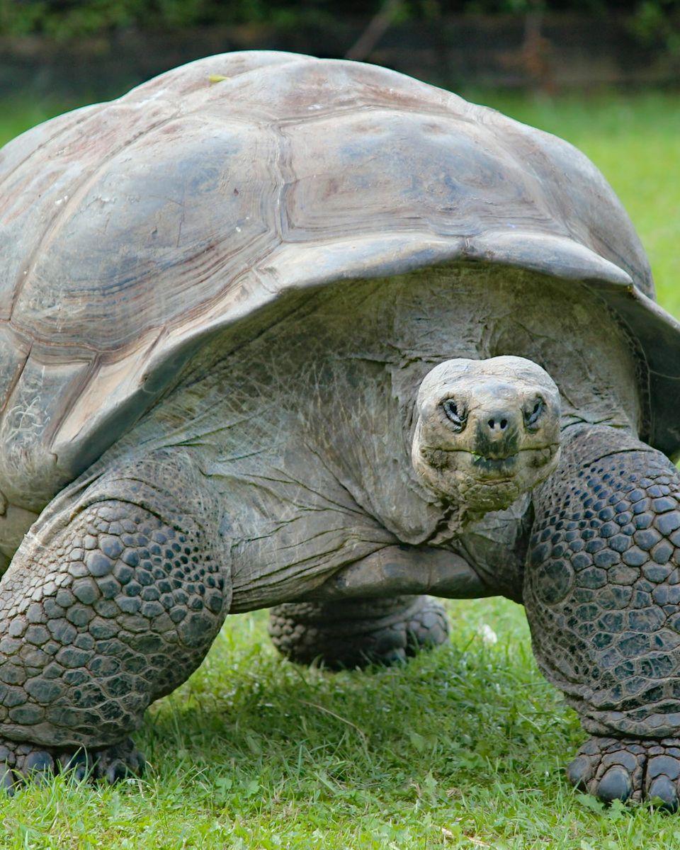 Tortue géante qui avance vers l'objectif